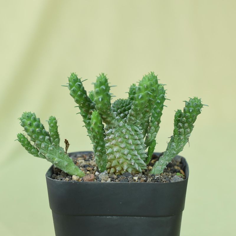 Euphorbia caput-medusae