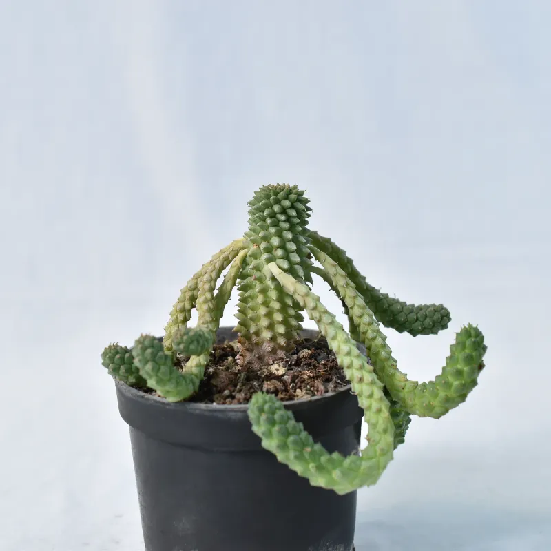 Euphorbia caput-medusae