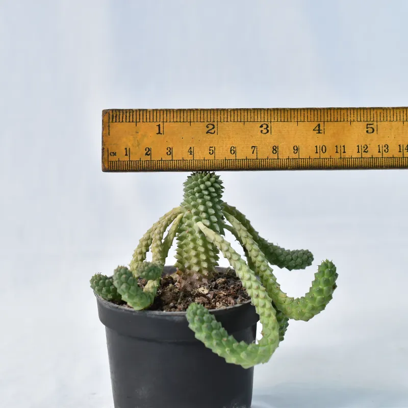 Euphorbia caput-medusae
