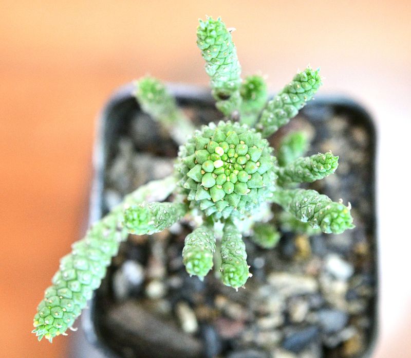 Euphorbia caput-medusae Euphorbia caput-medusae top-down view