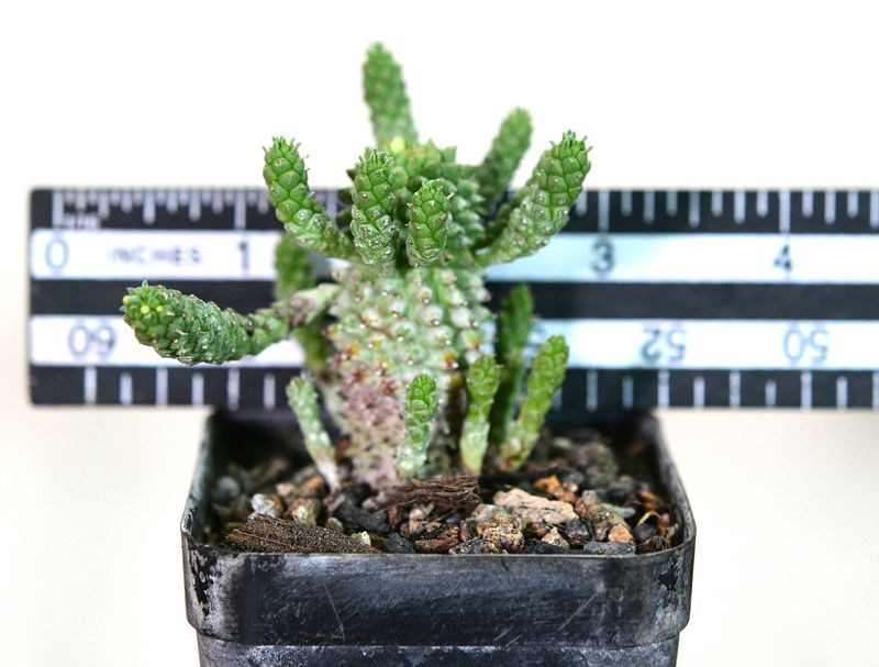 Euphorbia caput-medusae with ruler for size reference