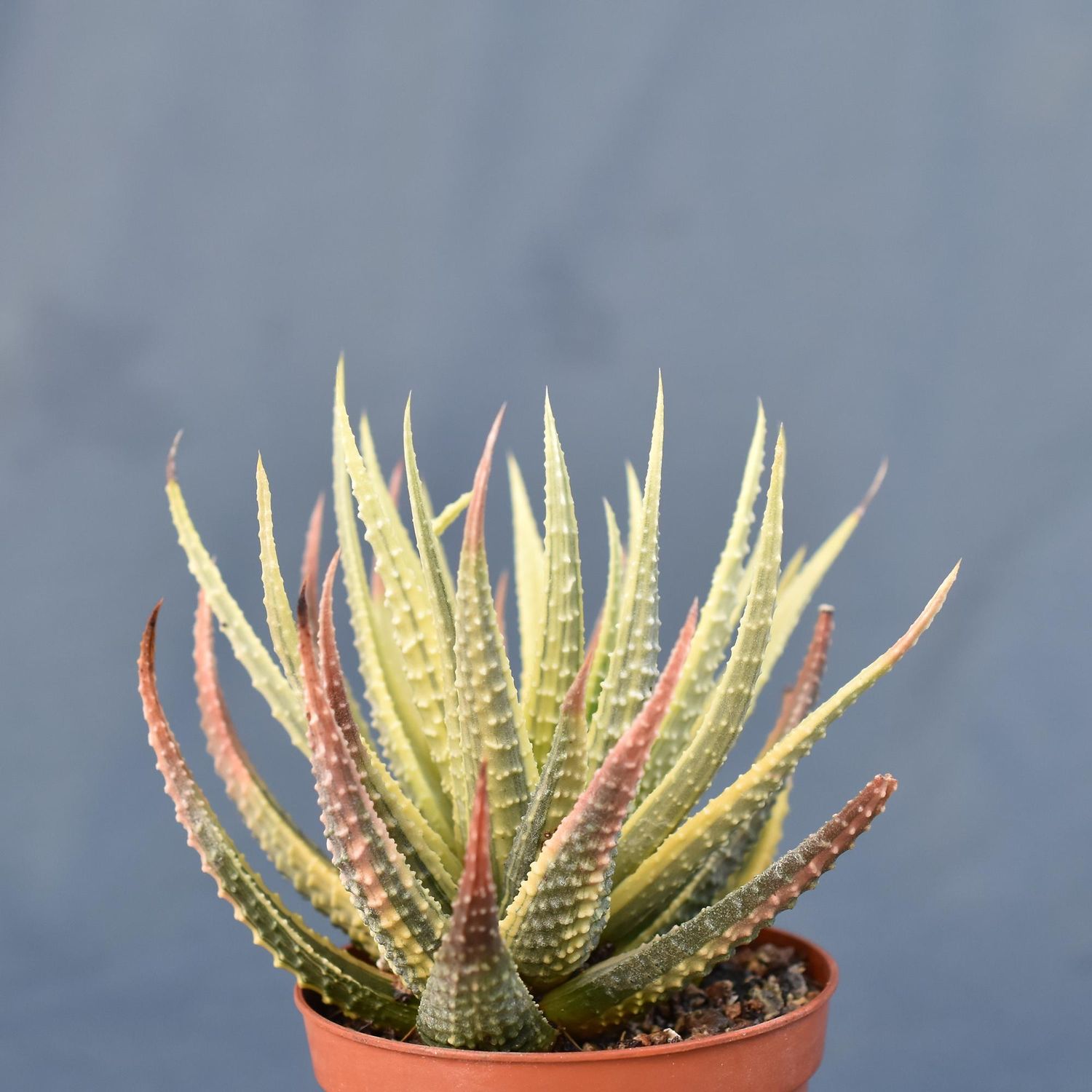 Haworthia pumila "Donuts" variegated