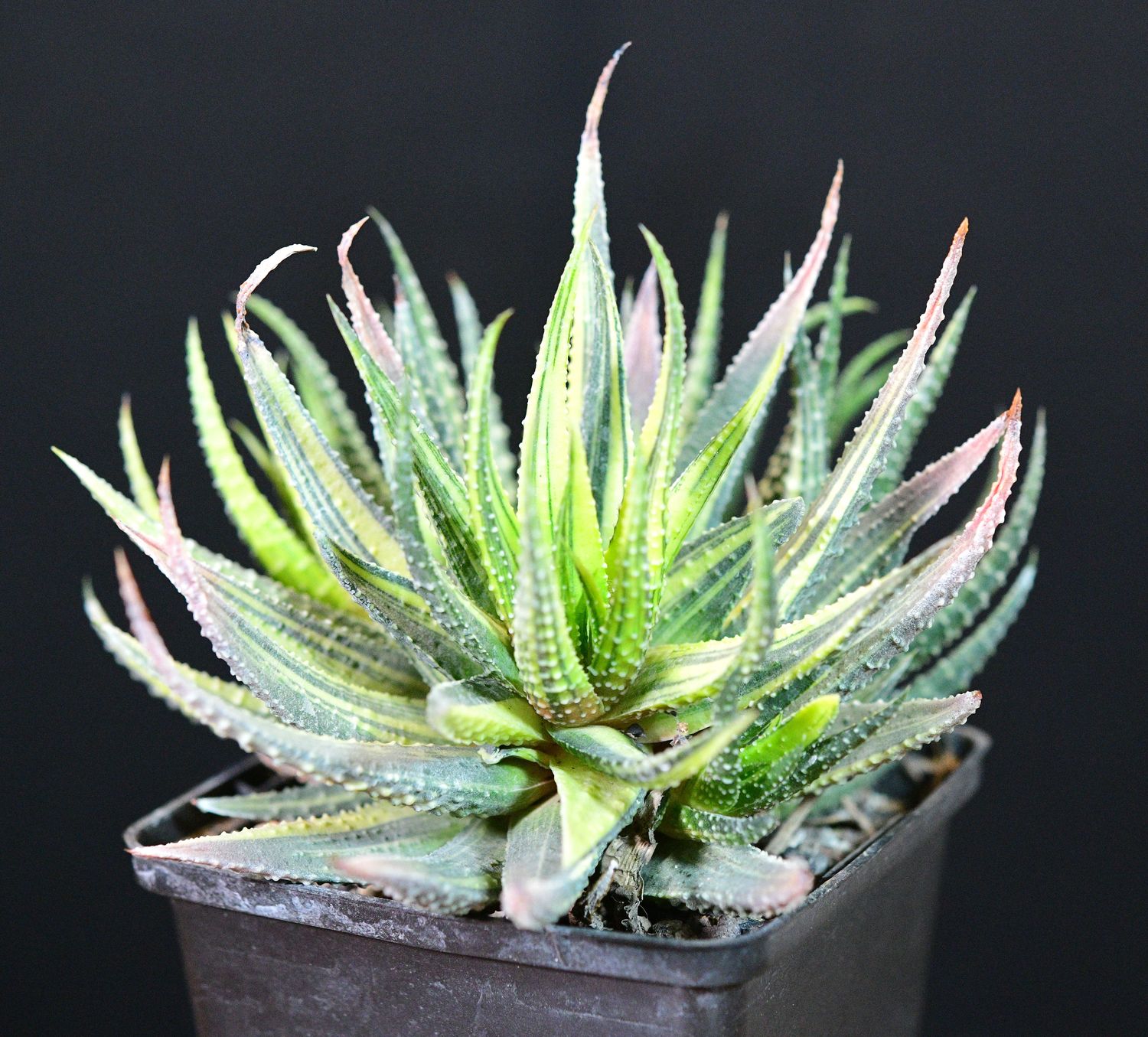 Haworthia pumila Haworthia pumila "Donuts" variegated - Clump top-down view