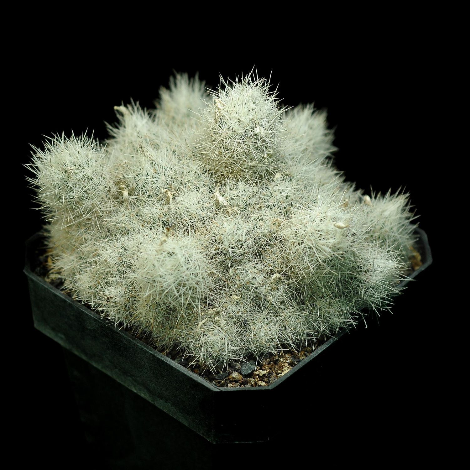 Escobaria Zilziana