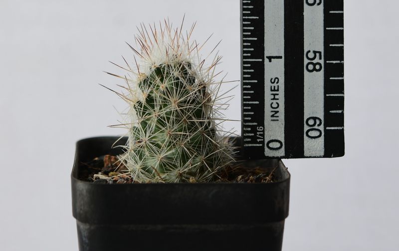 Escobaria zilziana