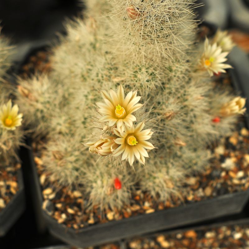 Escobaria zilziana