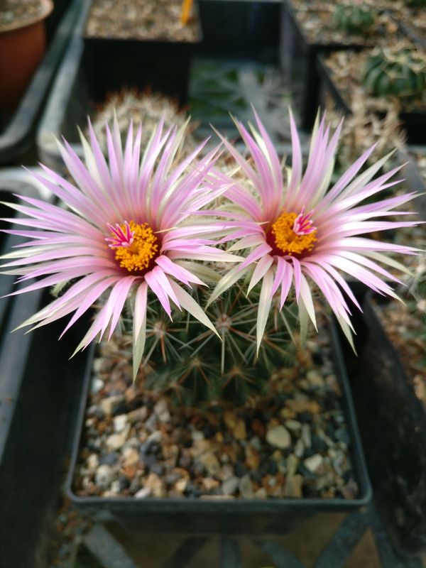 Escobaria vivipara radiosa SB401 Escobaria vivipara radiosa SB401 in bloom with pink flowers