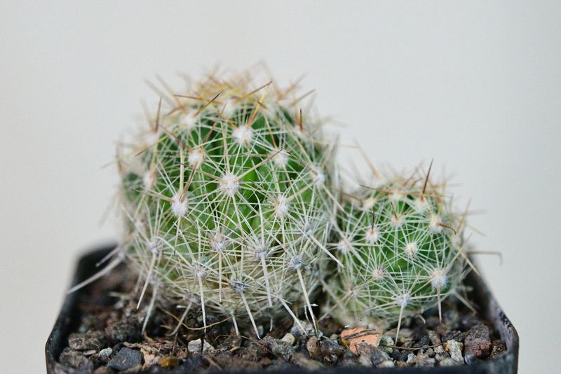 Escobaria vivipara radiosa SB401 cluster showing spine detail
