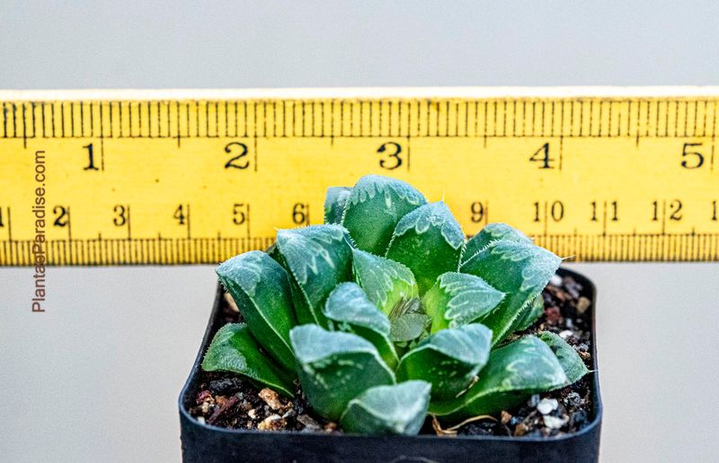 Haworthia cv Shiba Toshi