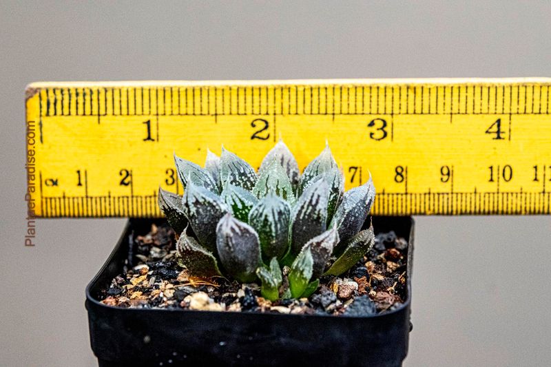 Haworthia hybrid Hakuteijou (frosty leaves)