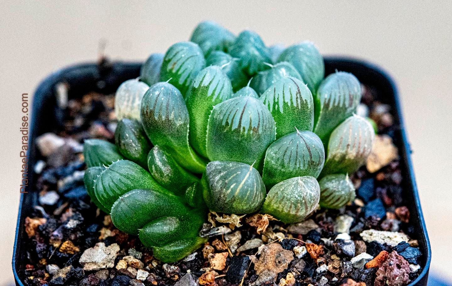 Haworthia cooperii var pilifera form truncata Haworthia cooperii var pilifera form truncata top-down view