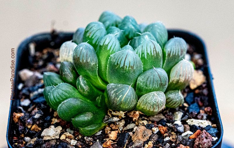 Haworthia cooperii var pilifera form truncata Haworthia cooperii var pilifera form truncata top-down view
