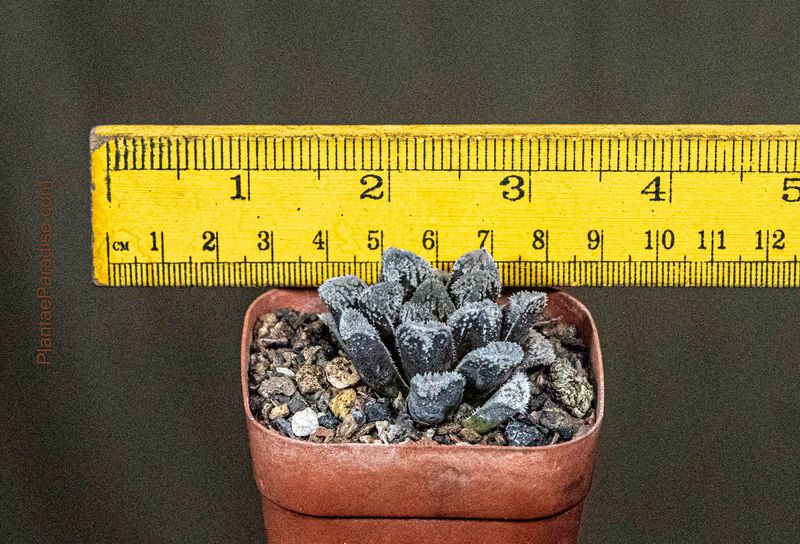 Haworthia 'SnowRabbit'