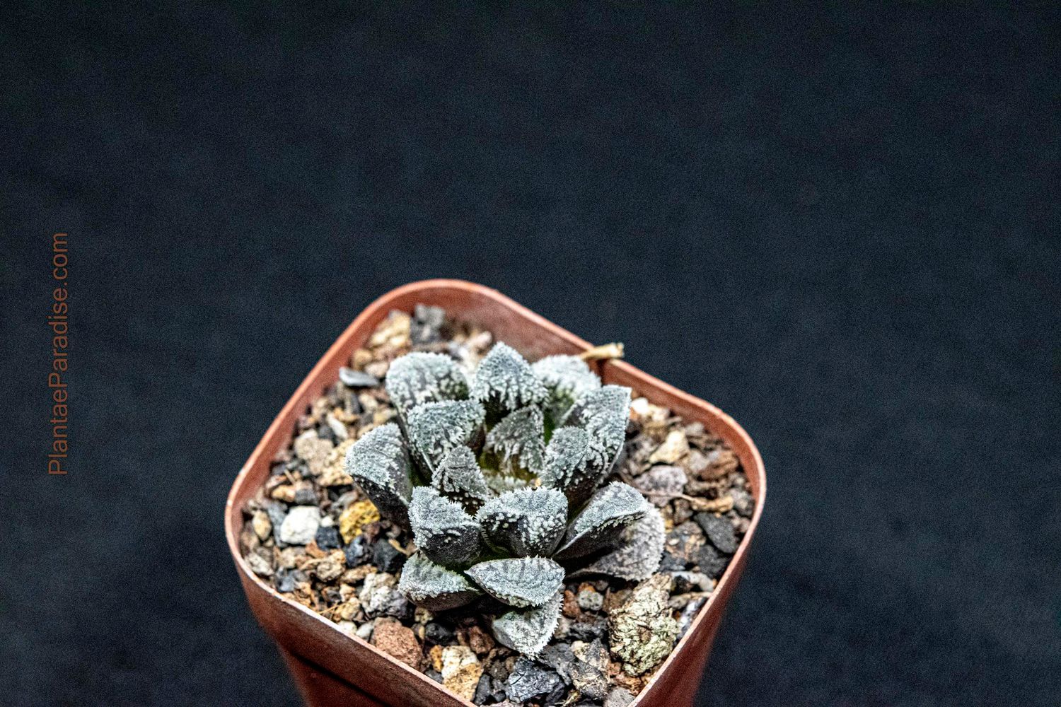 Haworthia 'SnowRabbit'