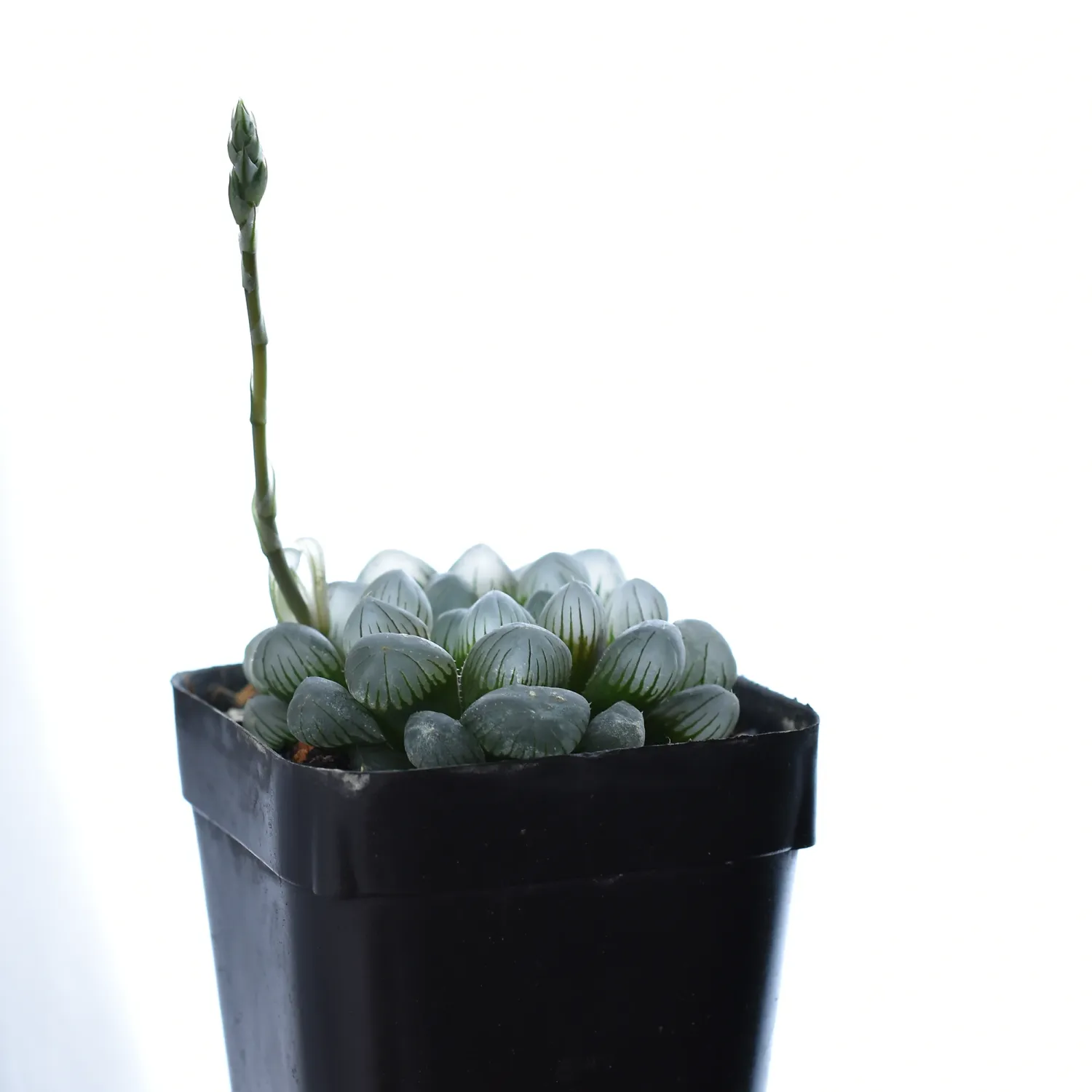 Haworthia cooperi var. truncata