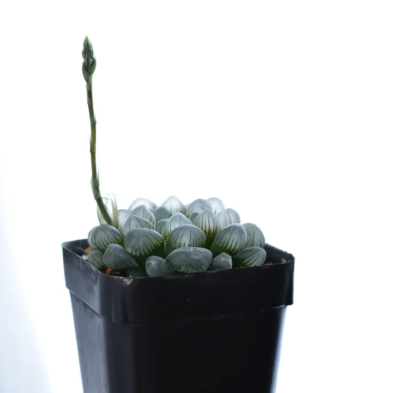 Haworthia cooperi var. truncata