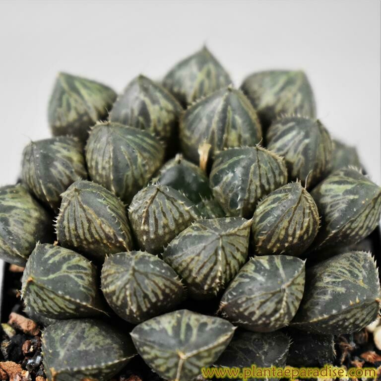 Haworthia cv Mirrorball Haworthia cv Mirrorball top-down view