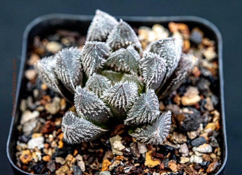 Haworthia kegani x cooperi var. venusta