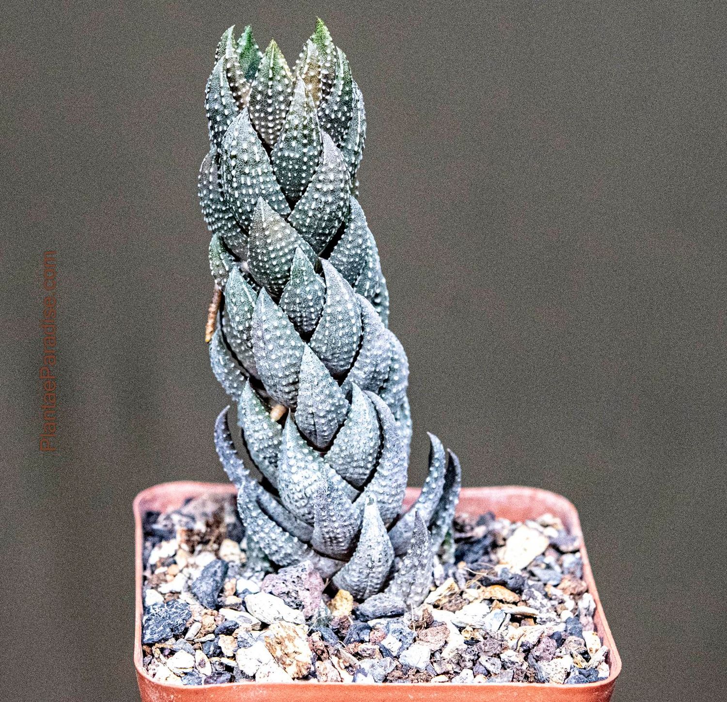Haworthia reinwardtii v coarctata