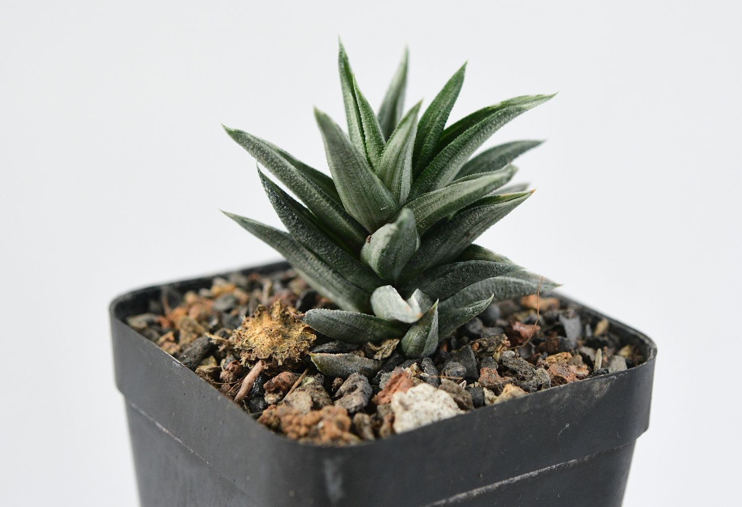 Haworthia tortuosa f variegata Haworthia tortuosa f variegata front view