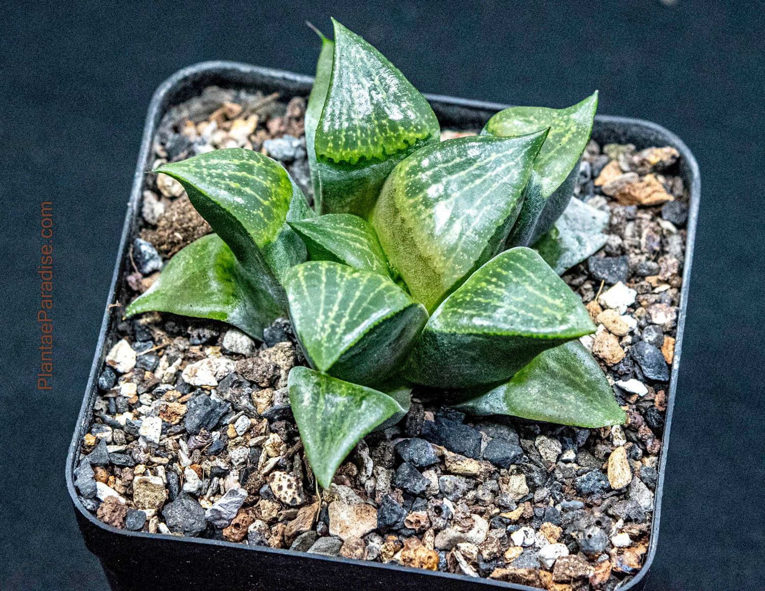 Haworthia emelyae var. comptoniana (Jpn Hyb)
