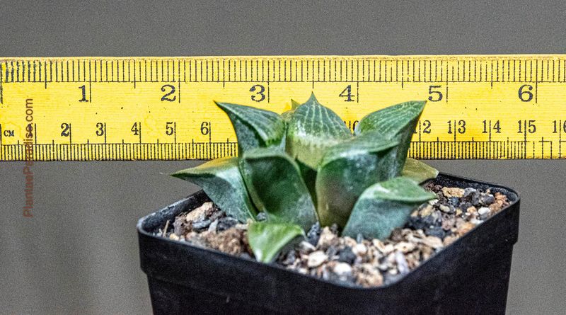 Haworthia emelyae var. comptoniana (Jpn Hyb)