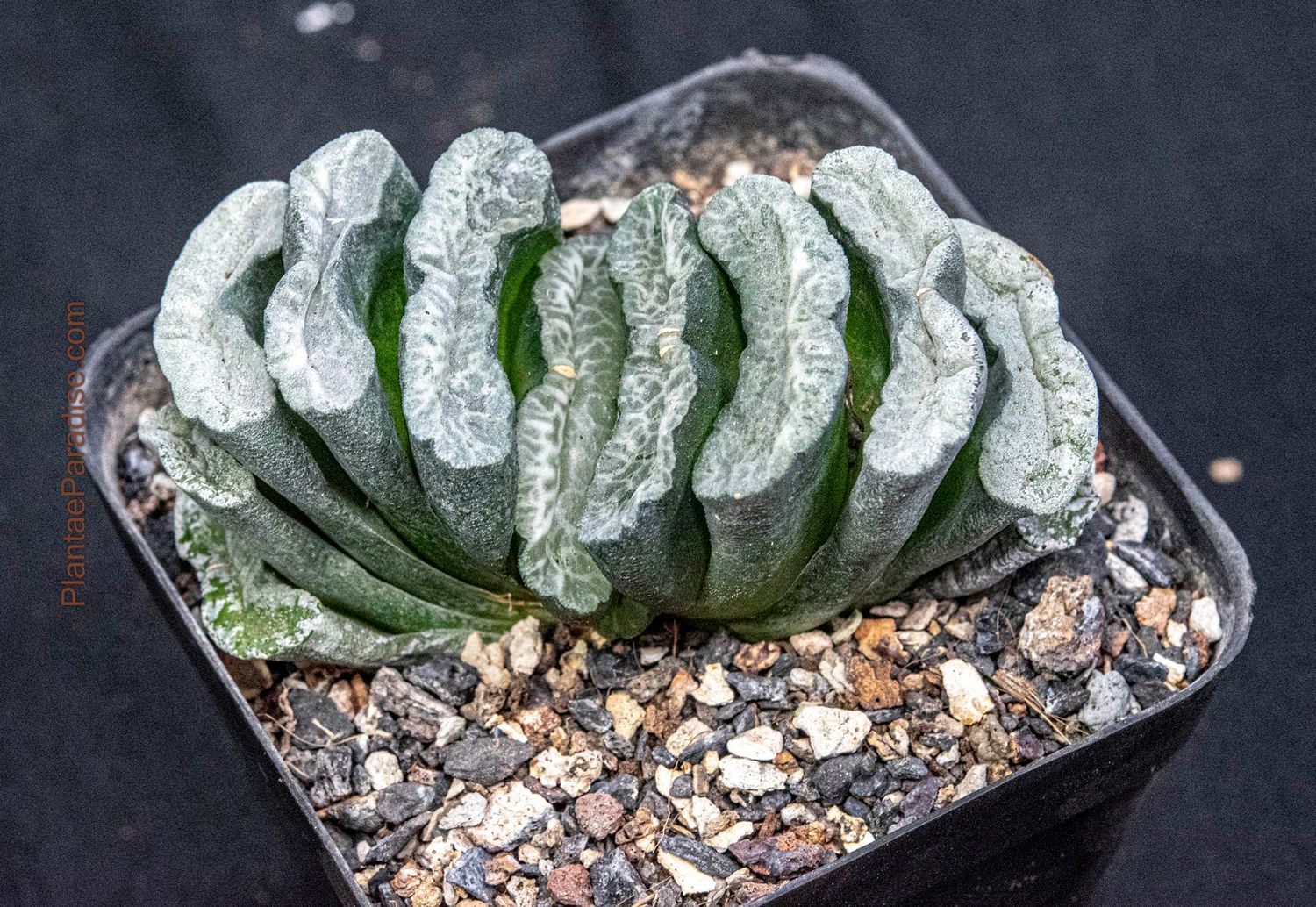 Haworthia truncata hybrid Long Shen Xiang