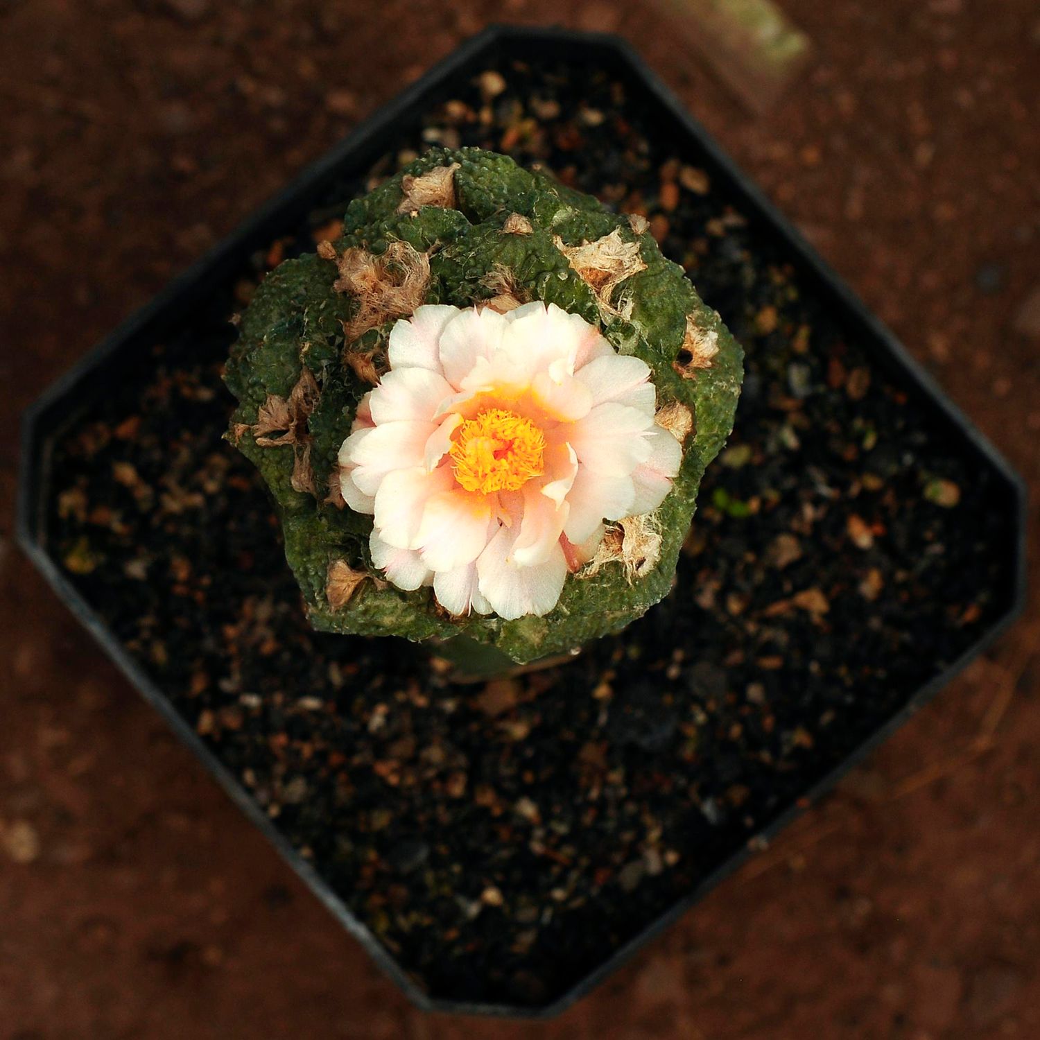 Ariocarpus Fissuratus Godzilla x A Retusus Frumdosus