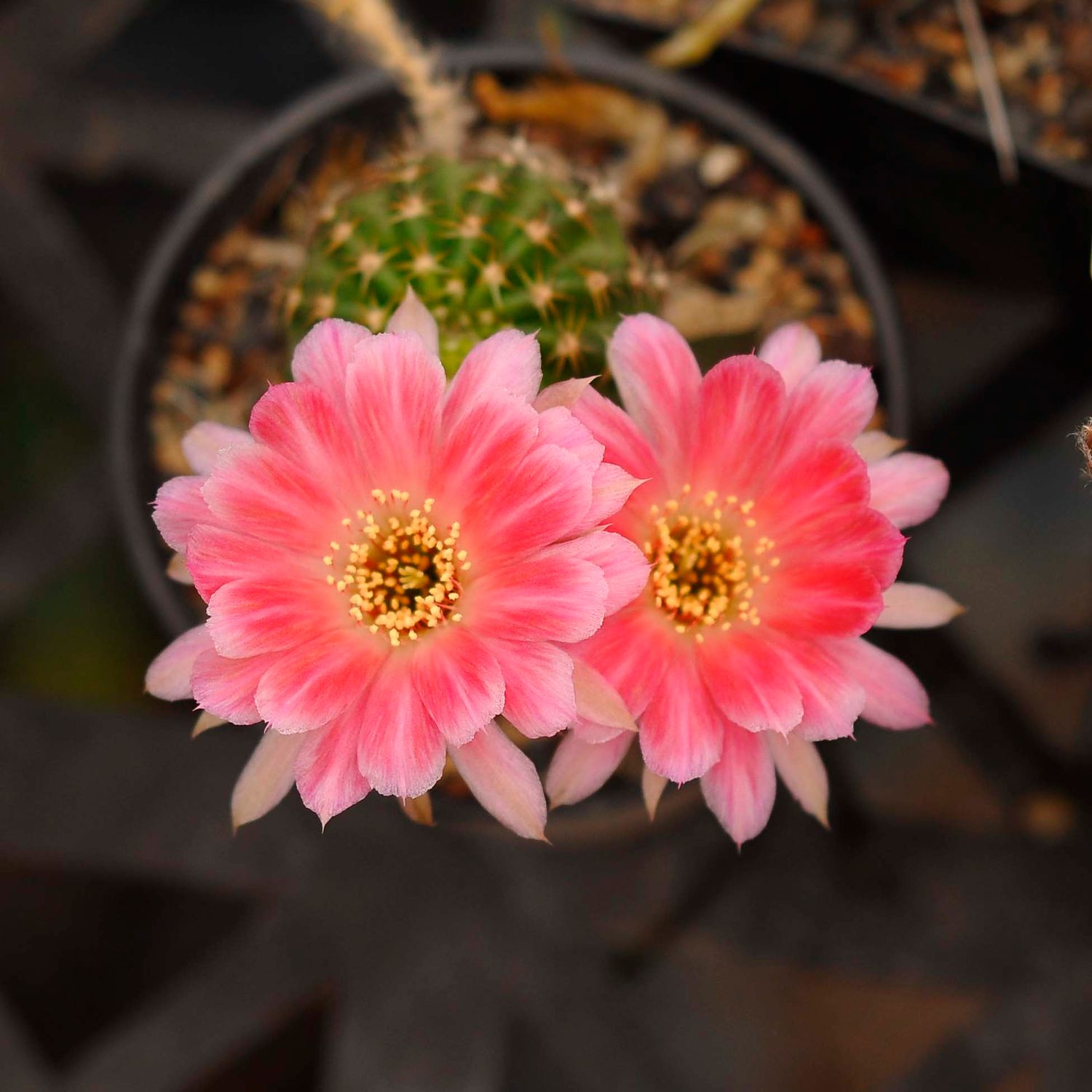 Lobivia Hybrid Eros-FLOWER