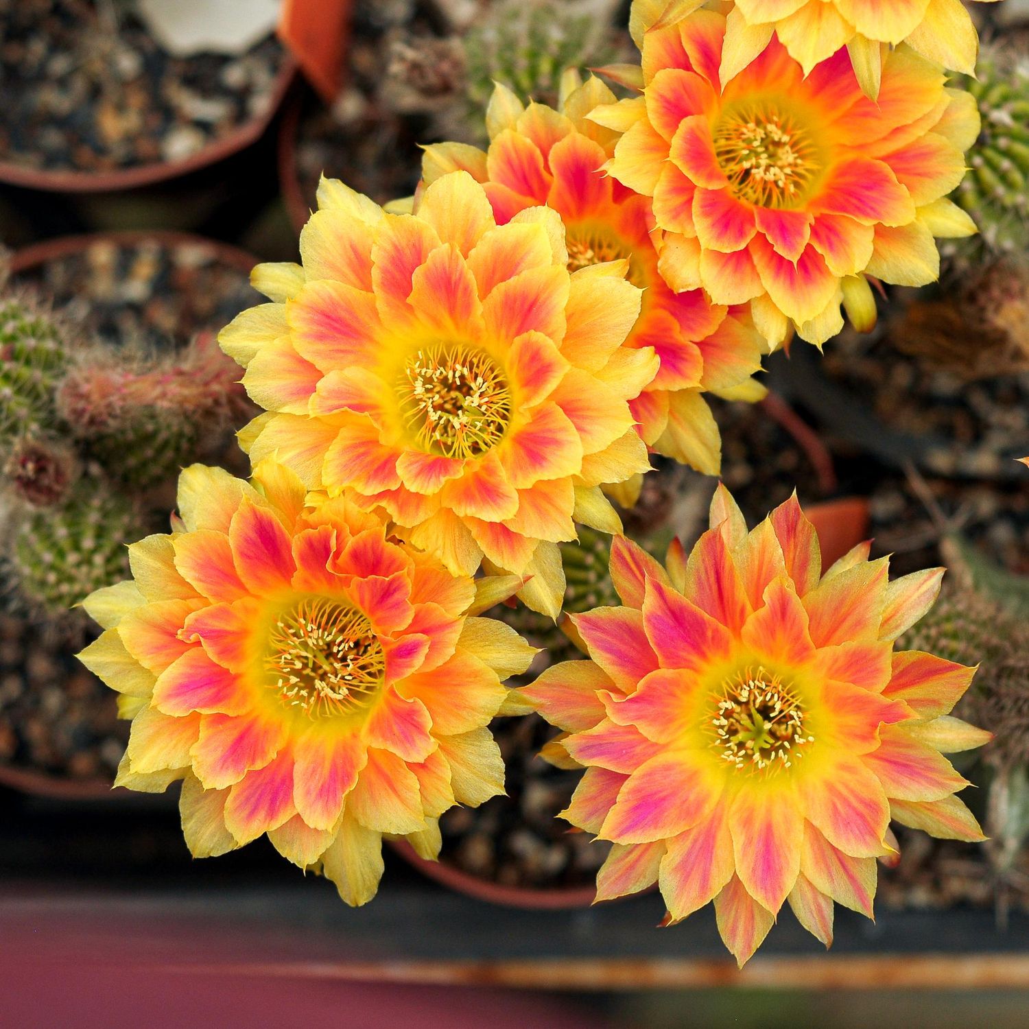 Echinopsis hybrid Sunny in full bloom with multiple yellow and red flowers