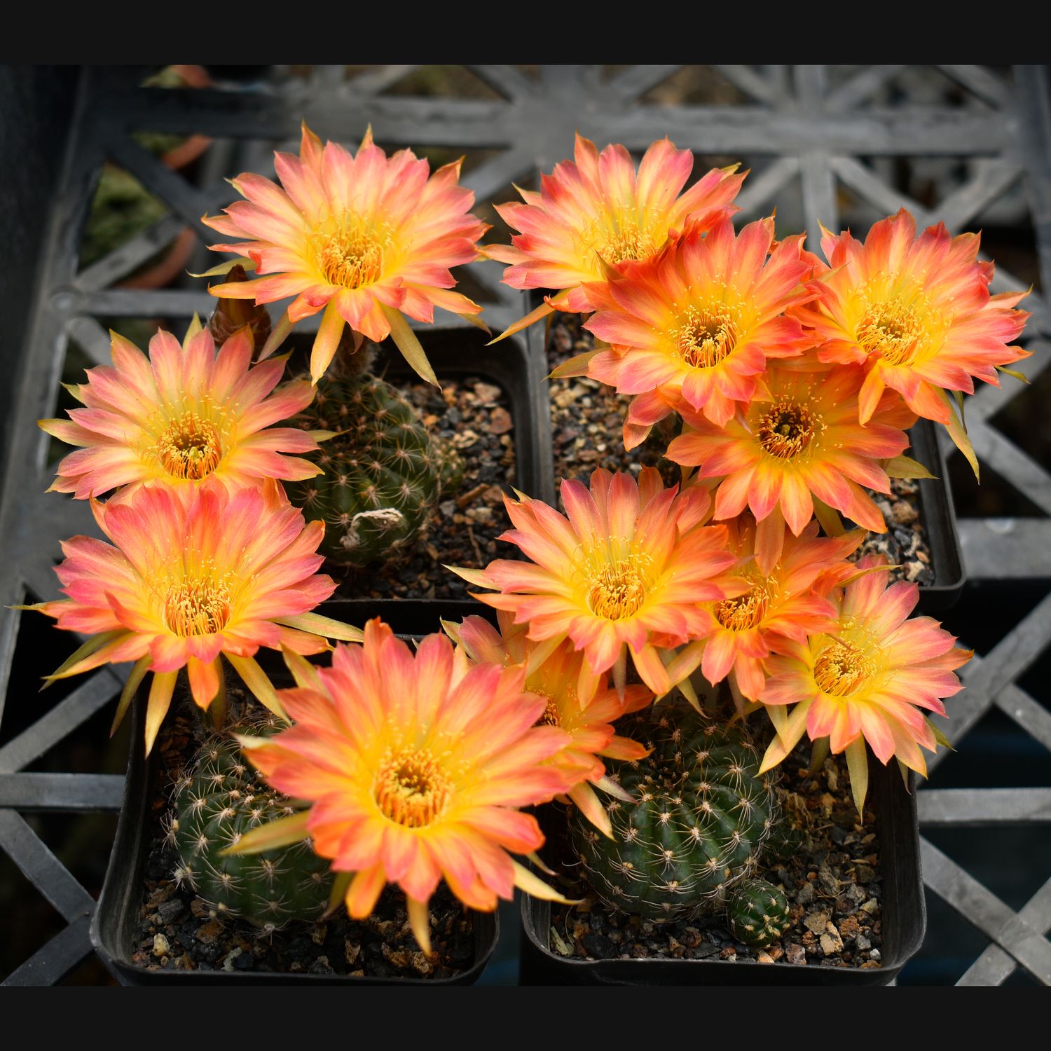 Lobivia hybrid Sunrise in nursery tray with multiple blooms