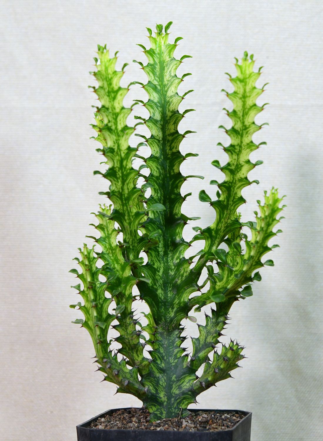 Euphorbia trigona 'Mint Creme' Euphorbia trigona 'Mint Creme'