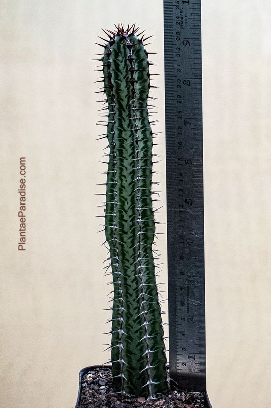 Euphorbia confinalis ssp rhodesica with ruler for size reference