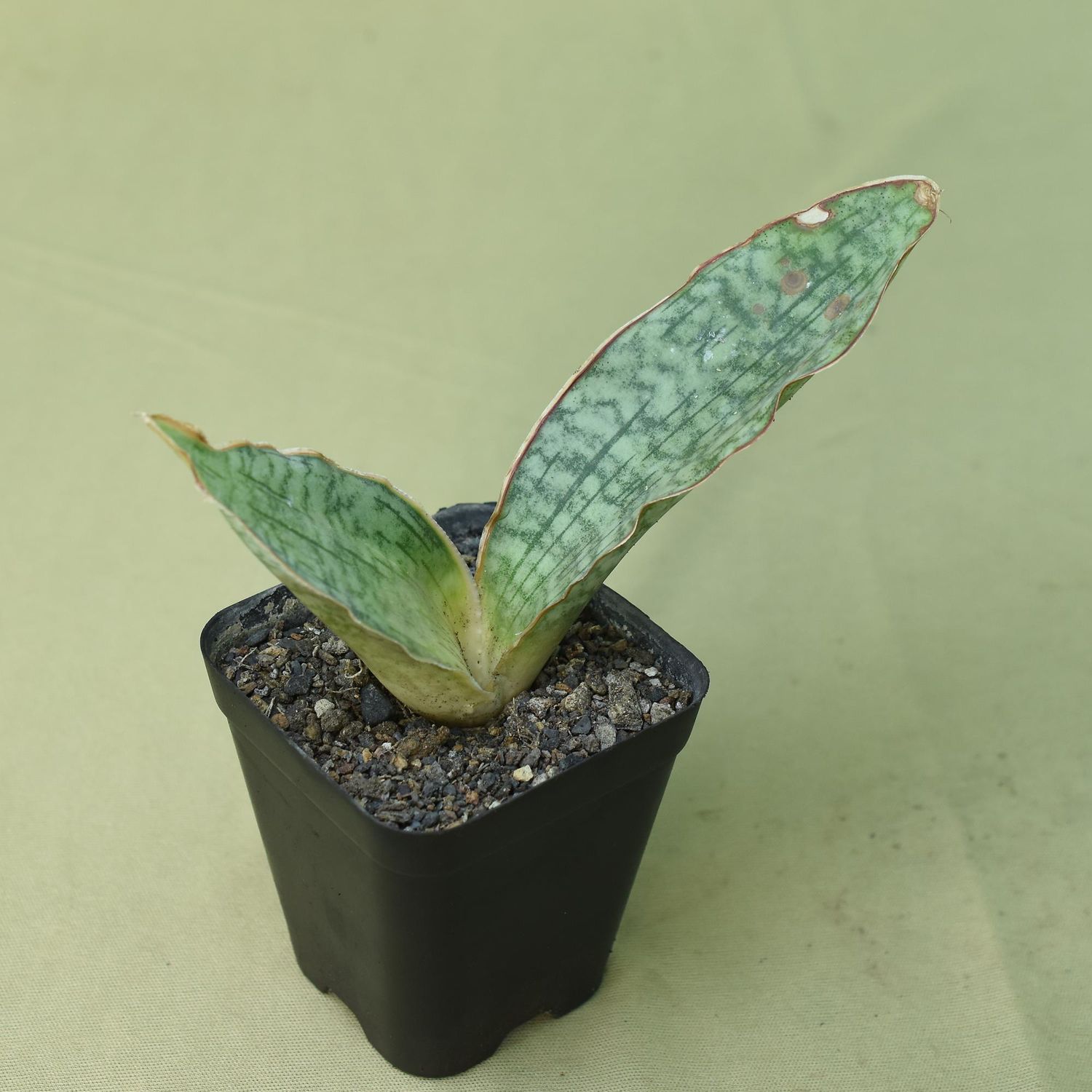 Sansevieria kirkii Silver blue