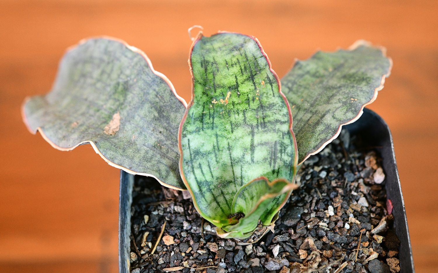Sansevieria kirkii Silver blue front view in pot