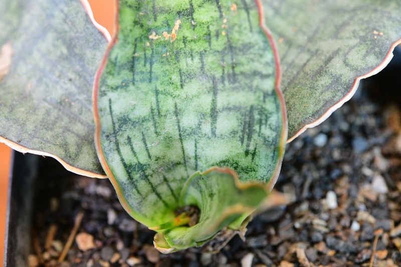 Sansevieria kirkii Silver blue close-up of leaf detail