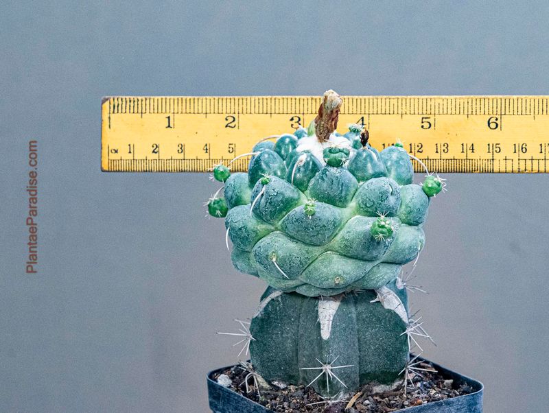 Coryphantha Elephantidens Cv. Tanshi Zougemaru Inermis