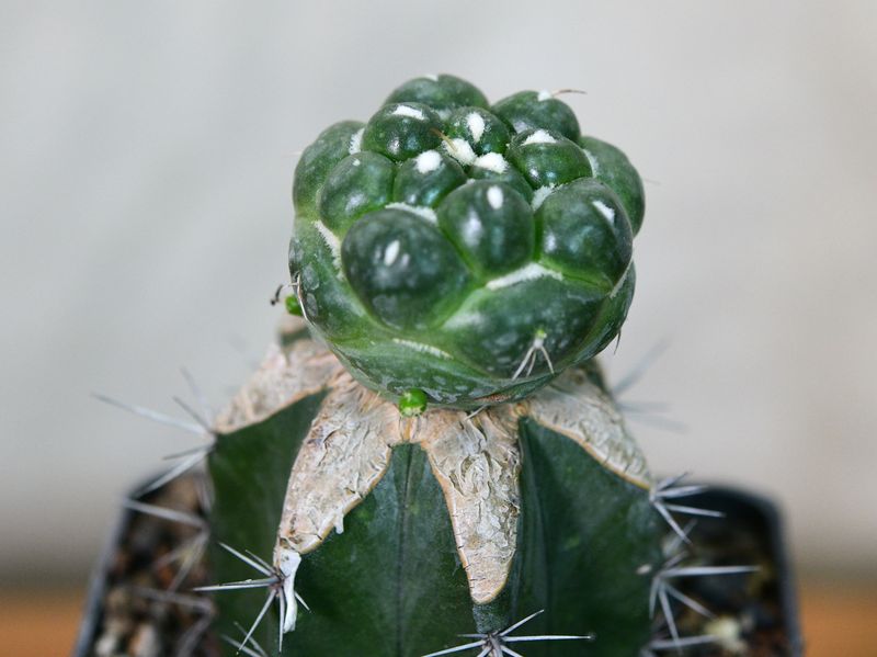 Coryphantha Elephantidens Cv. Tanshi Zougemaru Inermis front view