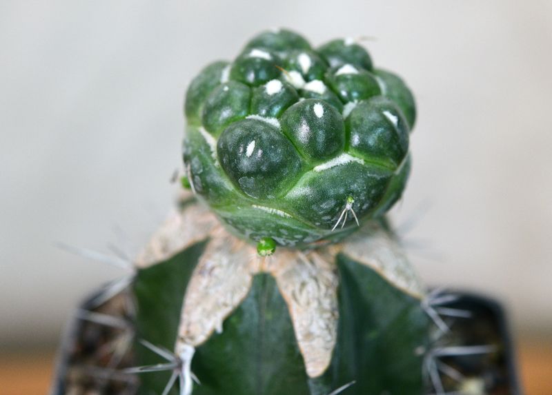 Coryphantha Elephantidens Cv. Tanshi Zougemaru Inermis close-up detail