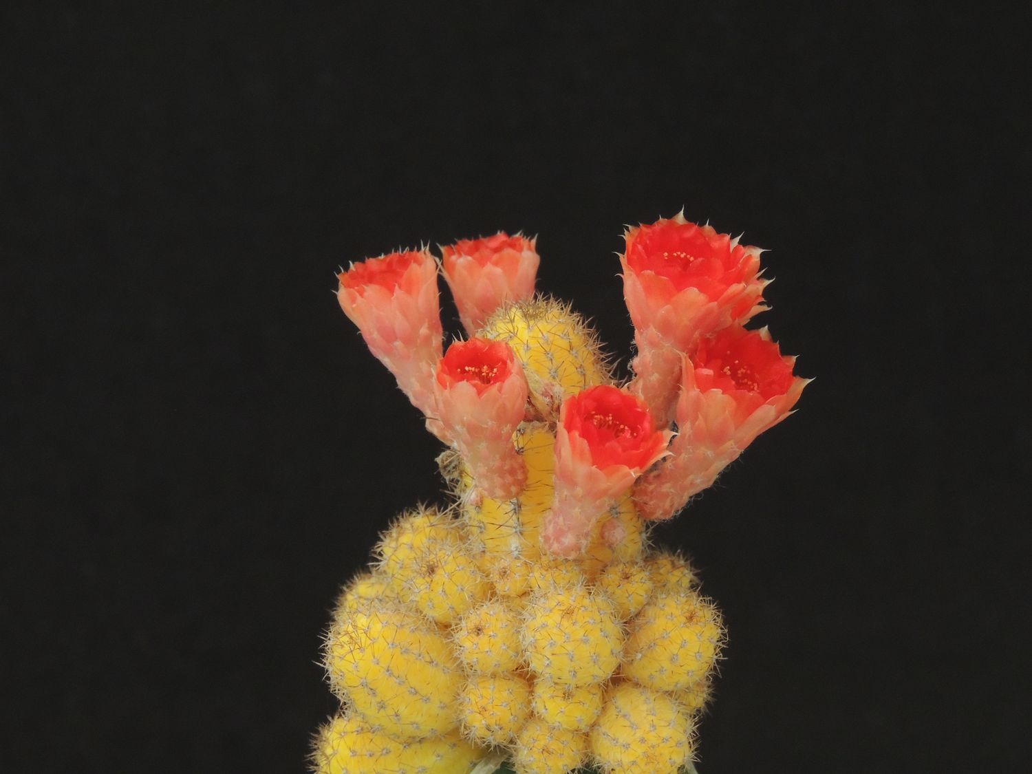 Chamaecereus Lutea