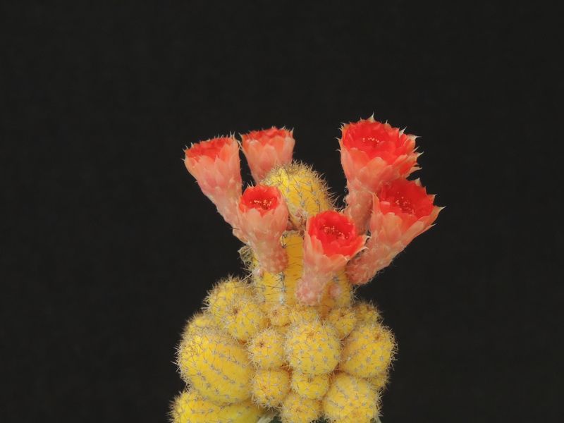 Chamaecereus lutea in bloom with red flowers