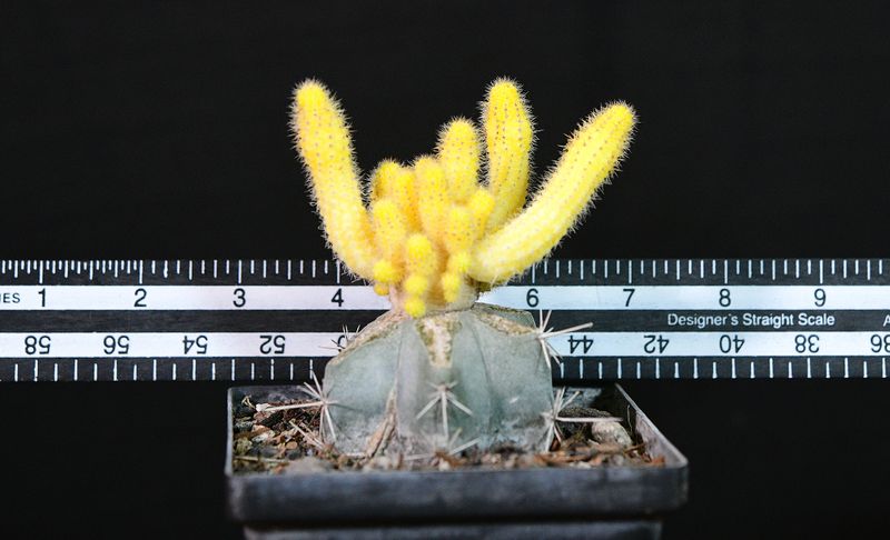Chamaecereus lutea with measurement scale