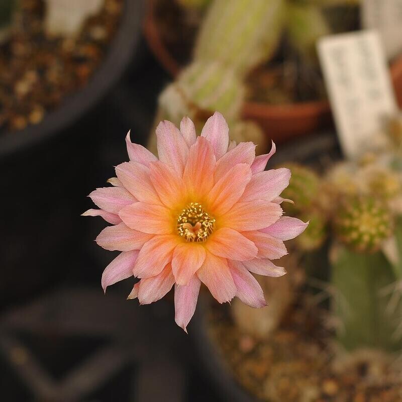 Chamaelobivia CV Perla di verona (Peanut Cactus) single open flower close-up