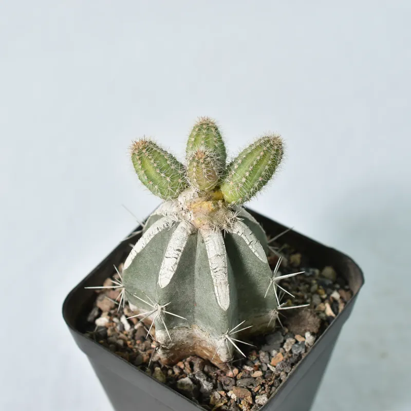 Chamaelobivia CV Perla di verona (Peanut Cactus)