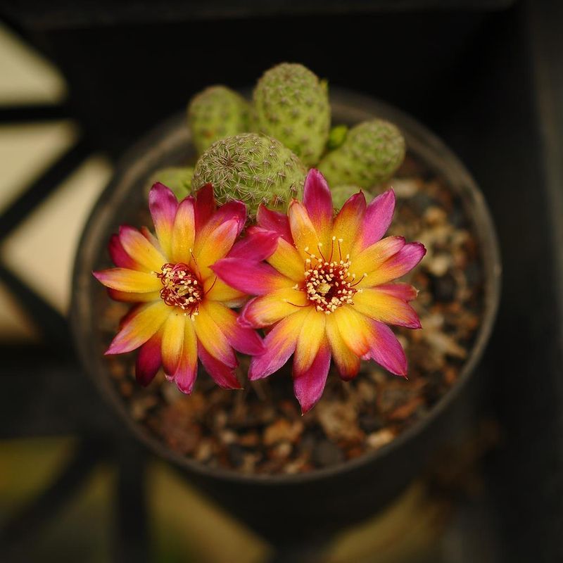 Sulcorebutia canigueralii cultivar in bloom, different angle