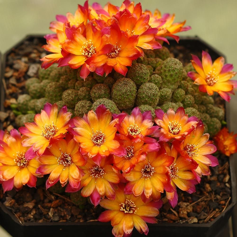 Sulcorebutia canigueralii cultivar Sulcorebutia canigueralii cultivar - Flower View