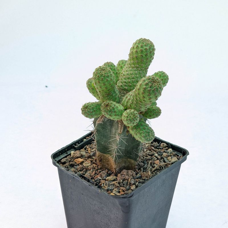 Sulcorebutia canigueralii cultivar