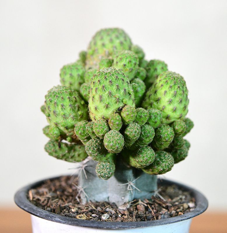 Sulcorebutia canigueralii cultivar immature specimen from front