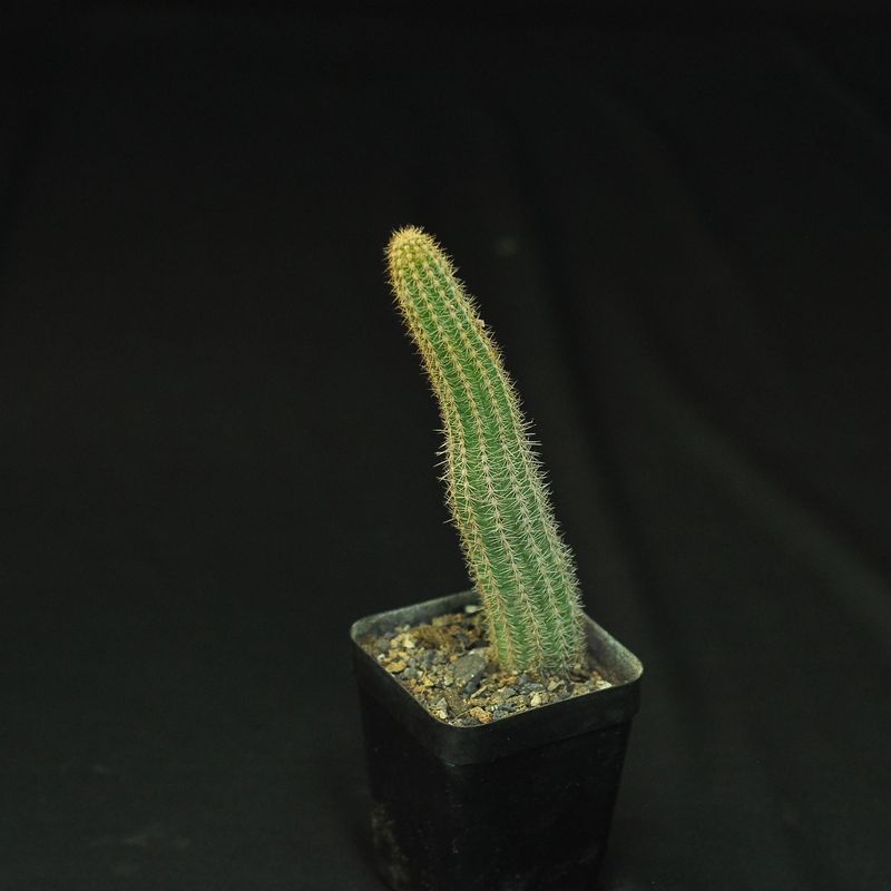 Chamaecereus hybrid cv. Boom (Peanut Cactus)
