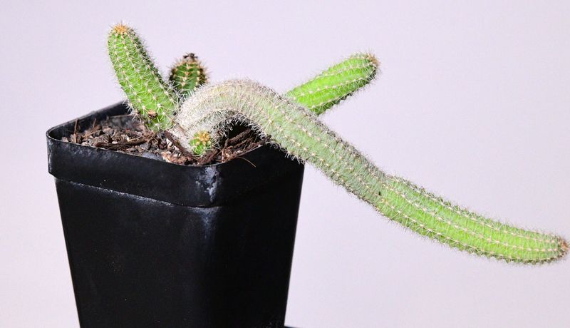 Chamaecereus hybrid cv. Boom (Peanut Cactus)